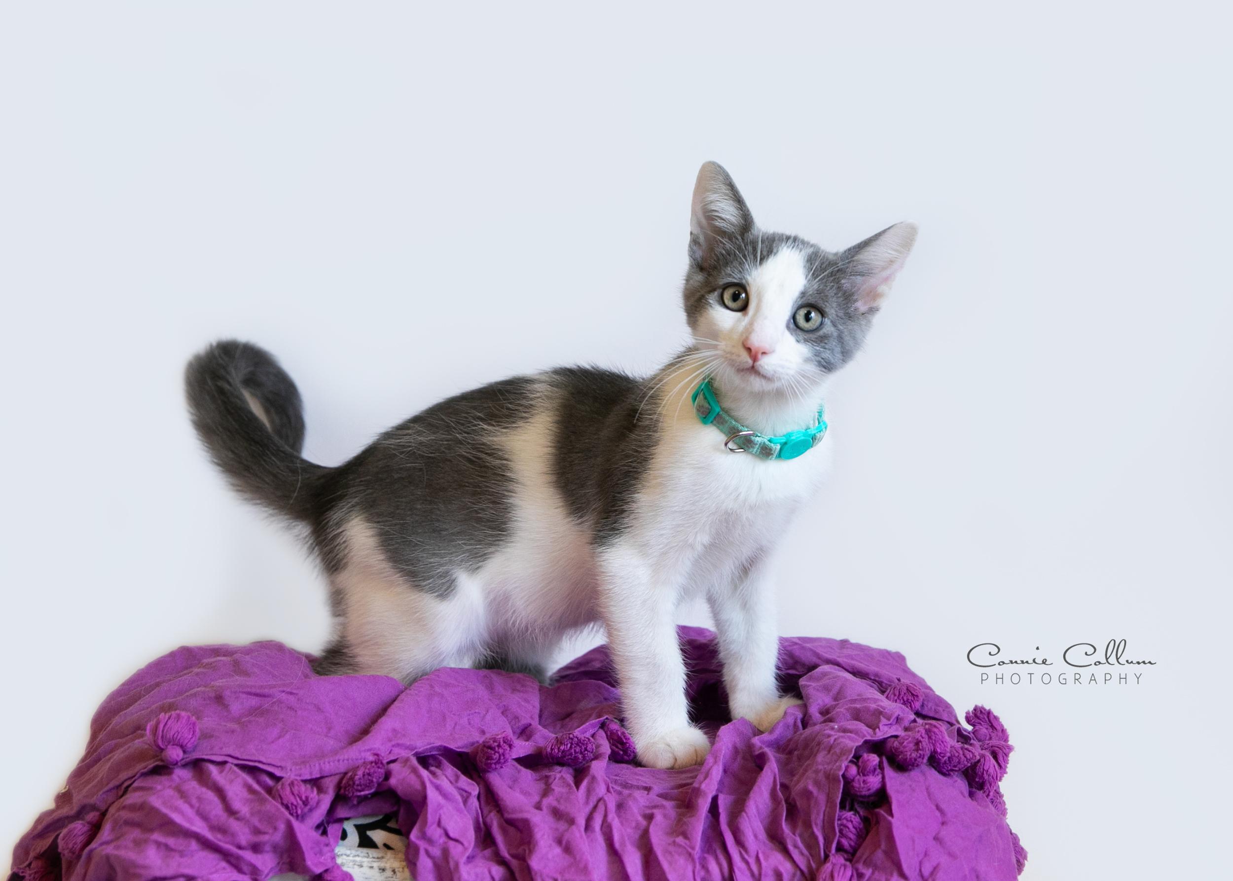 Duncan, Adopted, Young Male Domestic Short Hair.