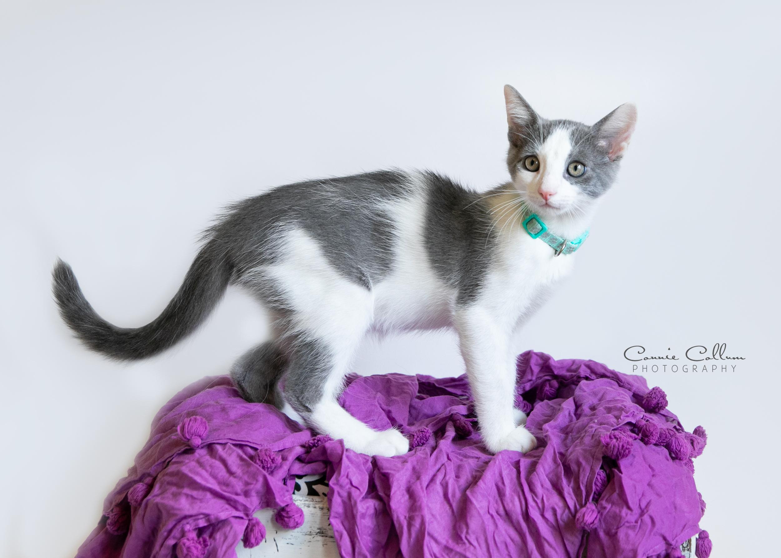 Enlarge Duncan, a Adopted mixed breed in Homewood, AL image 3/4