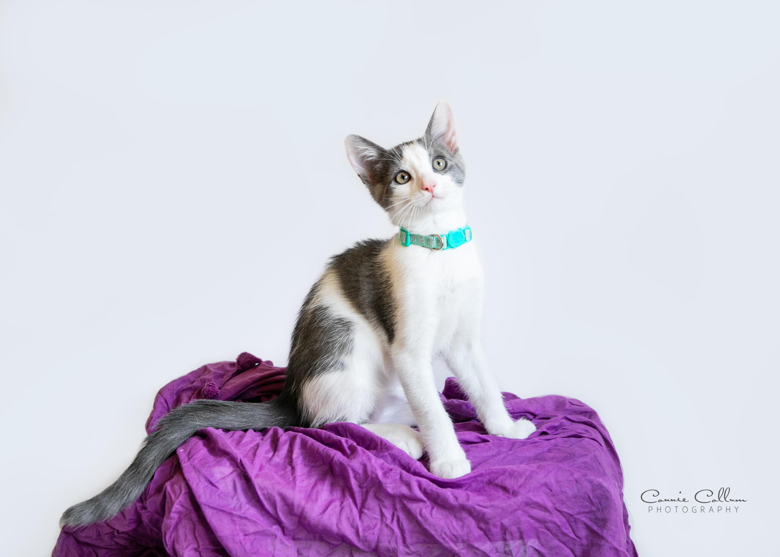 Enlarge Duncan, a Adopted mixed breed in Homewood, AL image 4/4
