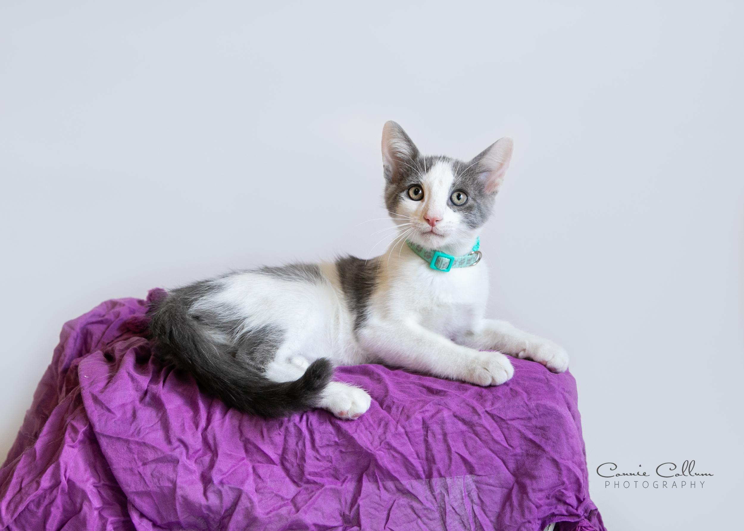 Enlarge Duncan, a Adopted mixed breed in Homewood, AL image 2/4