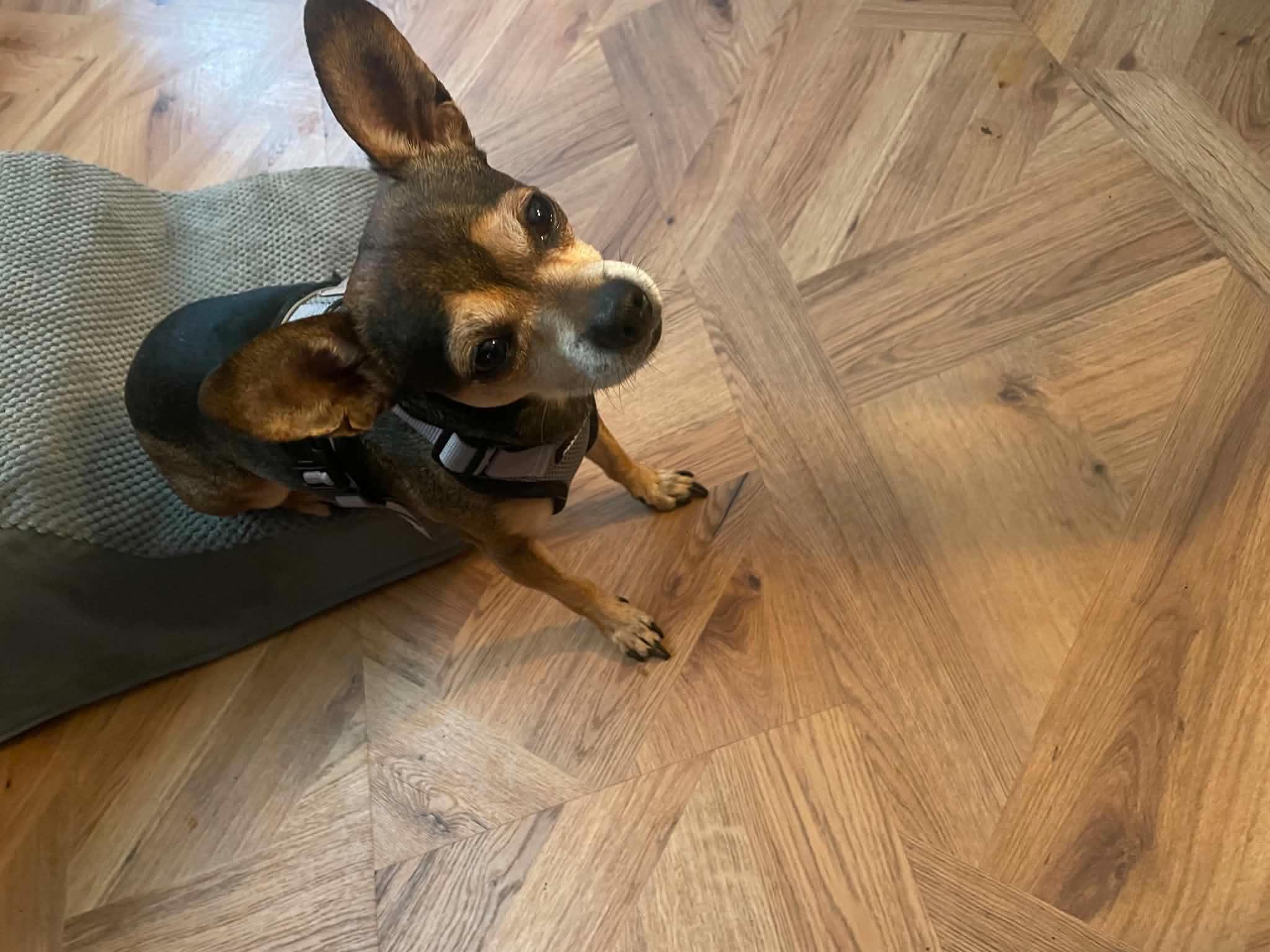 Chico, an adopted Chihuahua in Fulton, NY image 2/4