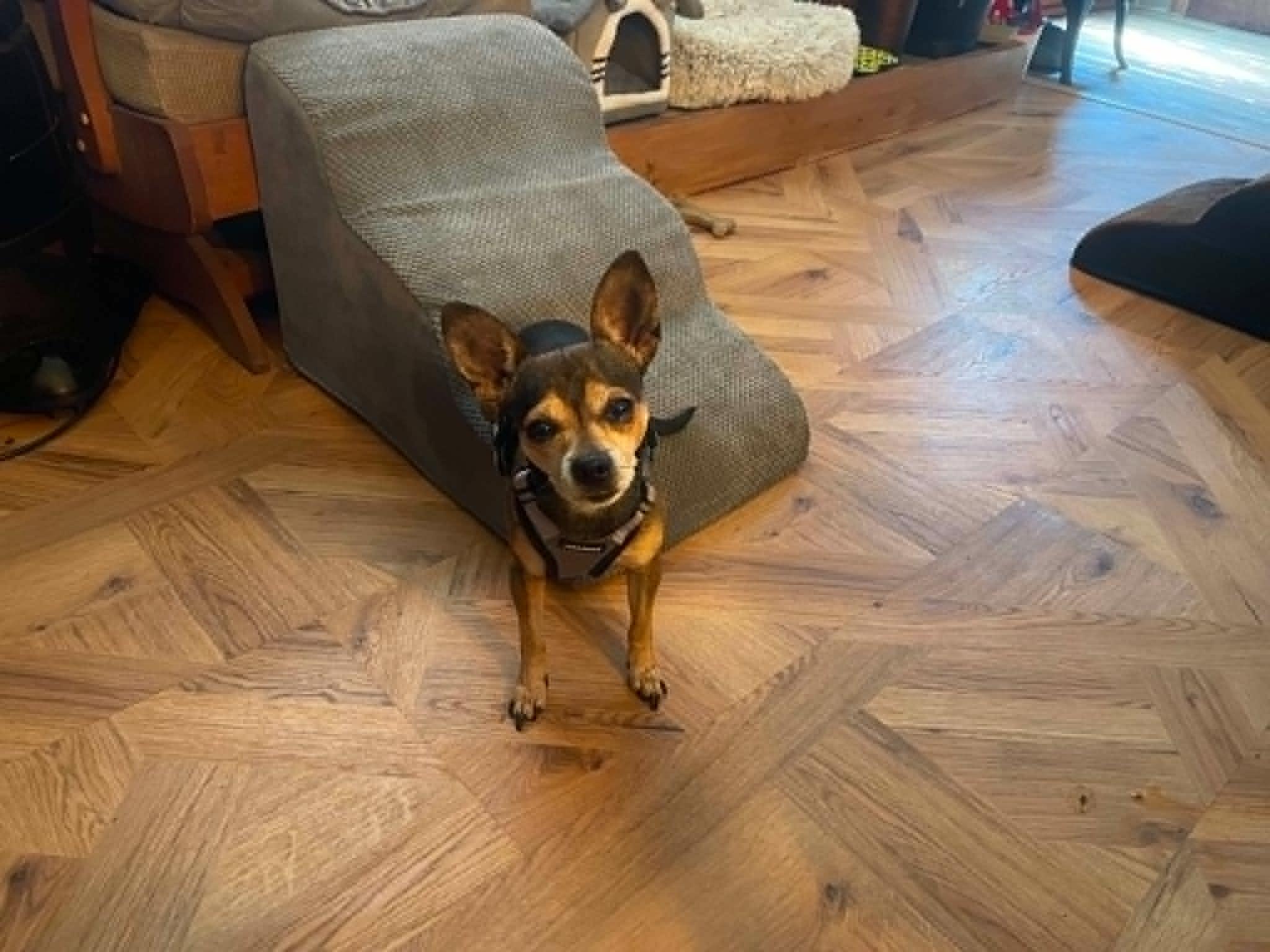 Chico, an adopted Chihuahua in Fulton, NY image 4/4