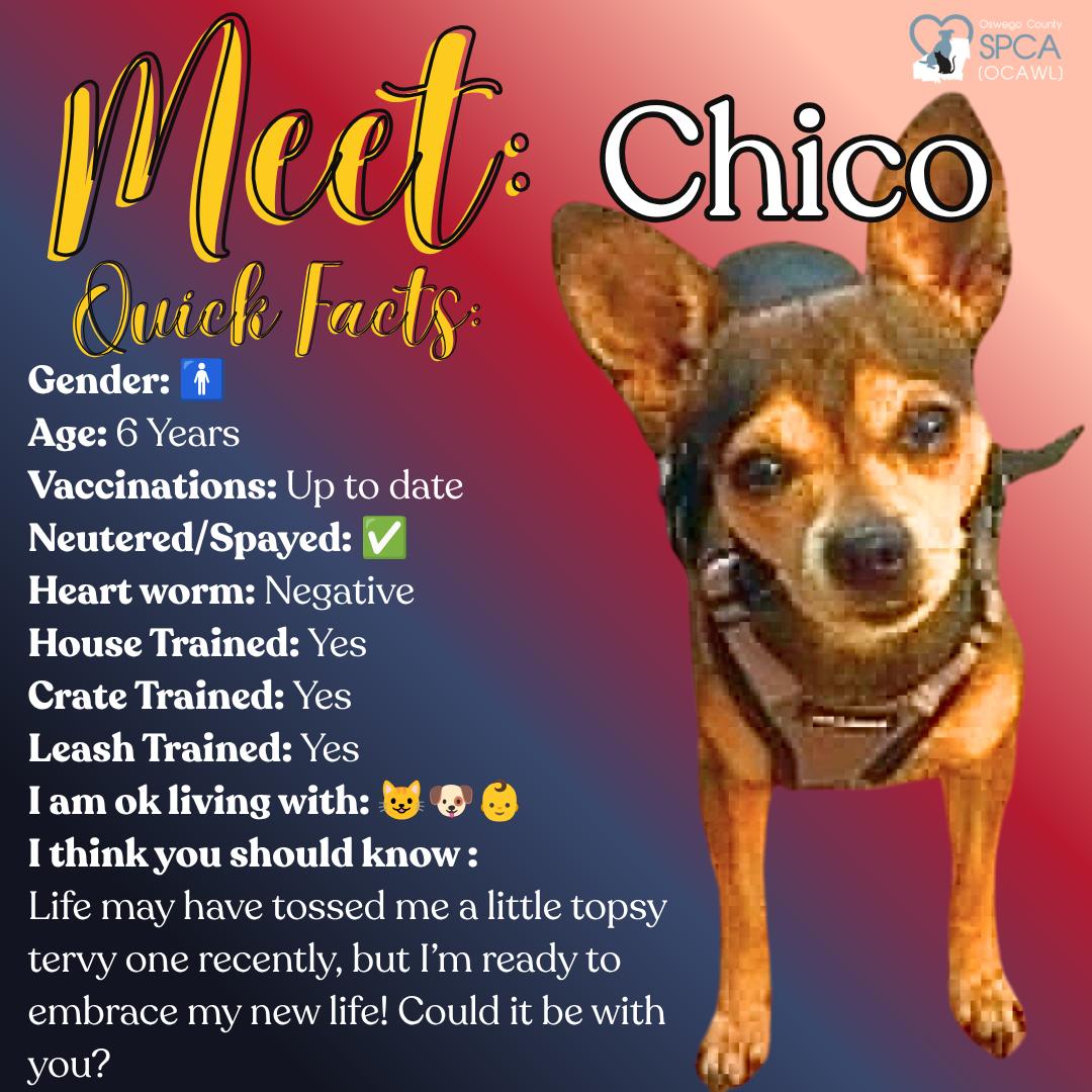 Chico, adopted, Adult Male Chihuahua.