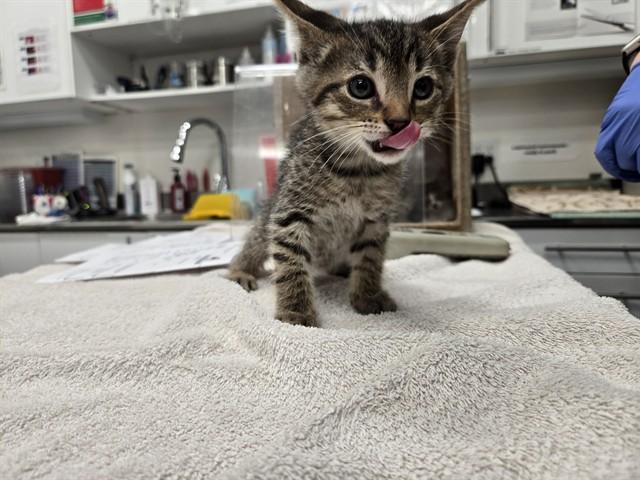 MISTER, Adoptable, Kitten Male Domestic Short Hair.