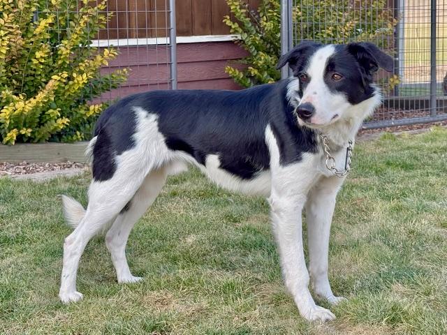 Enlarge Hoppie, a ADOPTABLE mixed breed in La Grande, OR image 2/4