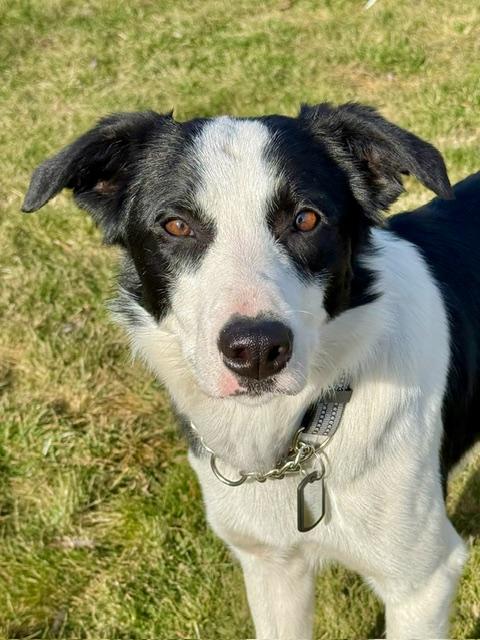 Enlarge Hoppie, a ADOPTABLE mixed breed in La Grande, OR image 4/4
