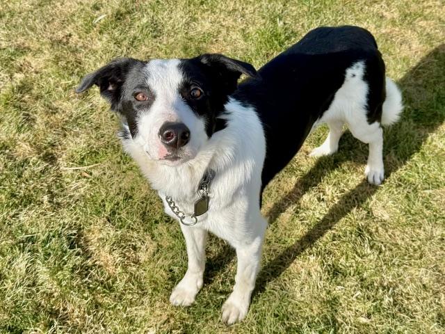 Enlarge Hoppie, a ADOPTABLE mixed breed in La Grande, OR image 1/4