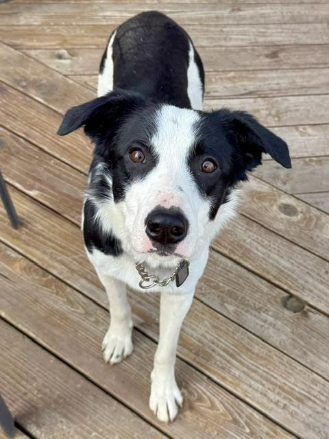 Enlarge Hoppie, a ADOPTABLE mixed breed in La Grande, OR image 3/4
