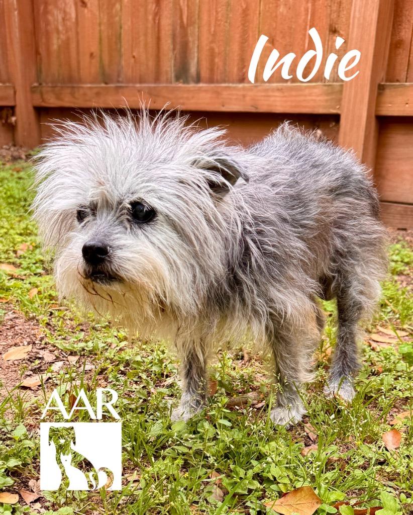 Indie, Adoptable, Senior Female Yorkshire Terrier.