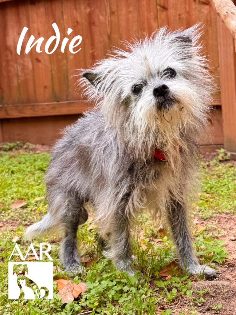 Enlarge Indie, a Adoptable Yorkshire Terrier in Magnolia, TX image 2/4