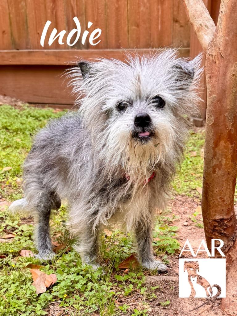Enlarge Indie, a Adoptable Yorkshire Terrier in Magnolia, TX image 3/4