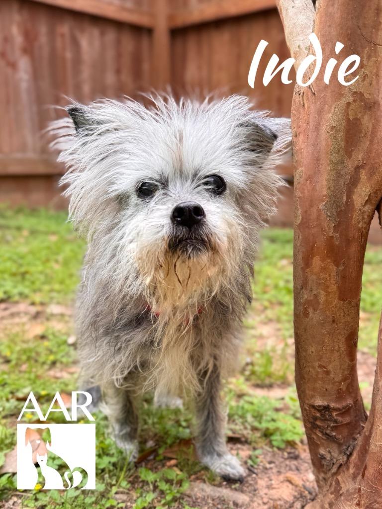 Enlarge Indie, a Adoptable Yorkshire Terrier in Magnolia, TX image 4/4