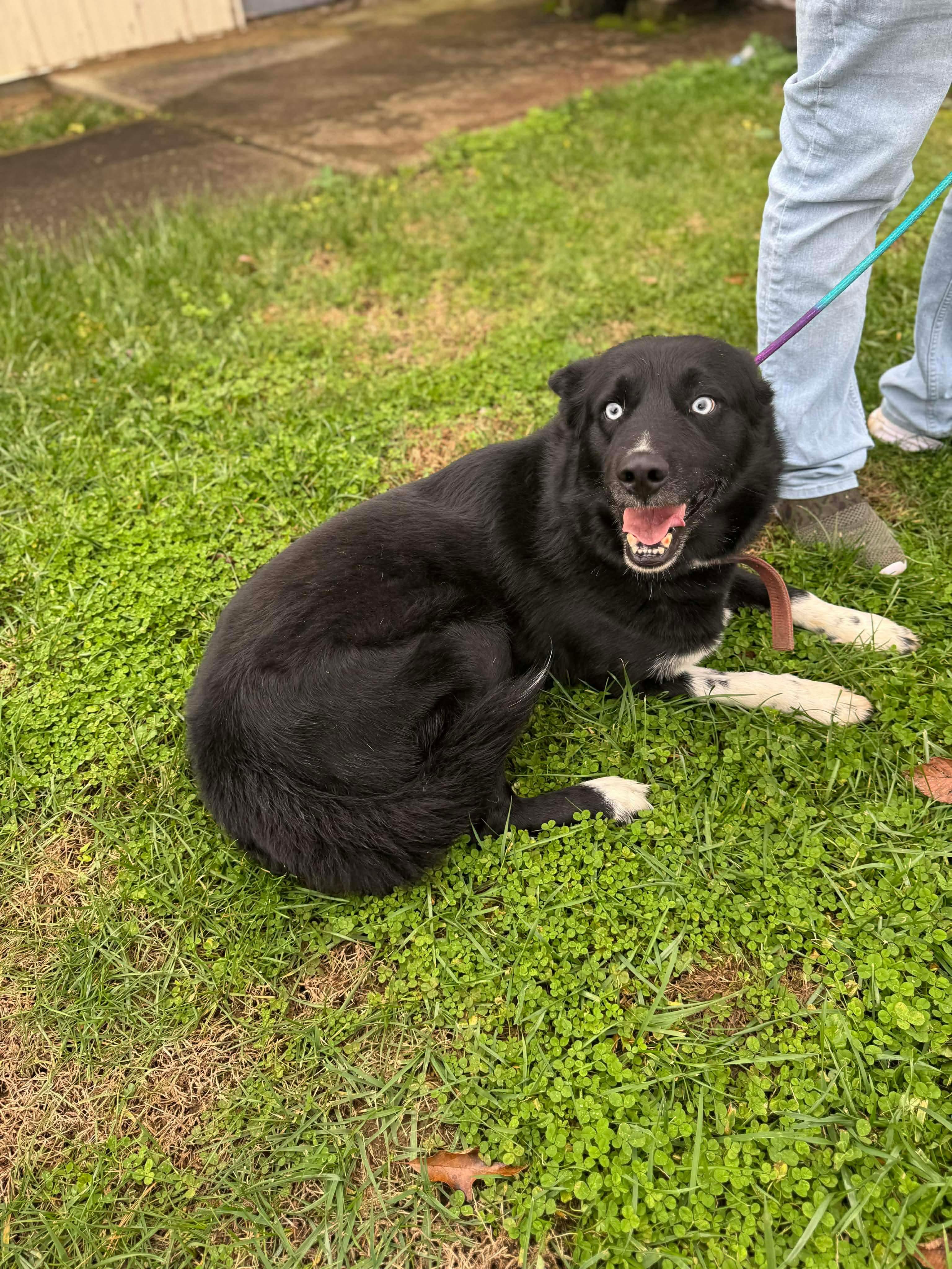 Enlarge Bear, a ADOPTABLE mixed breed in Lancaster, KY image 1/3