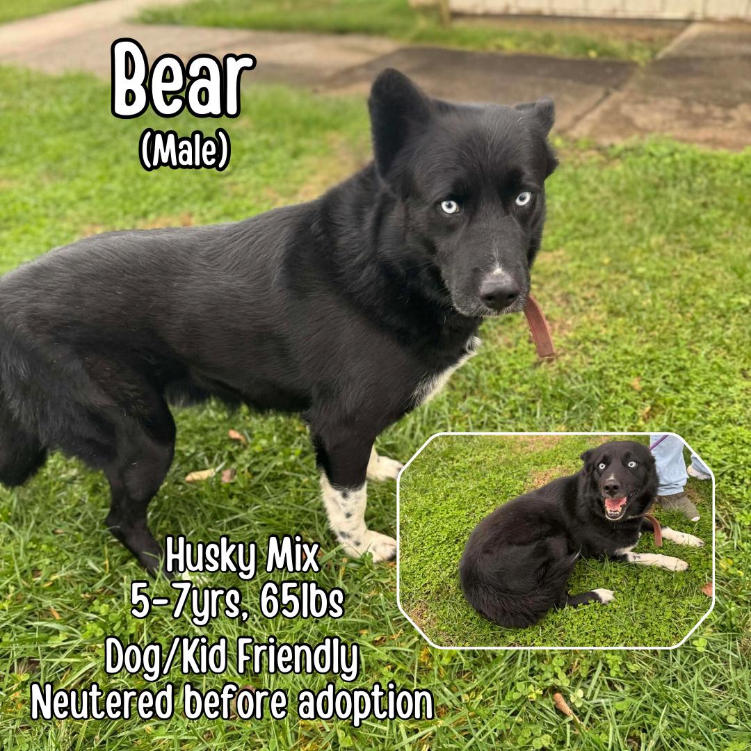 Enlarge Bear, a ADOPTABLE mixed breed in Lancaster, KY image 2/3