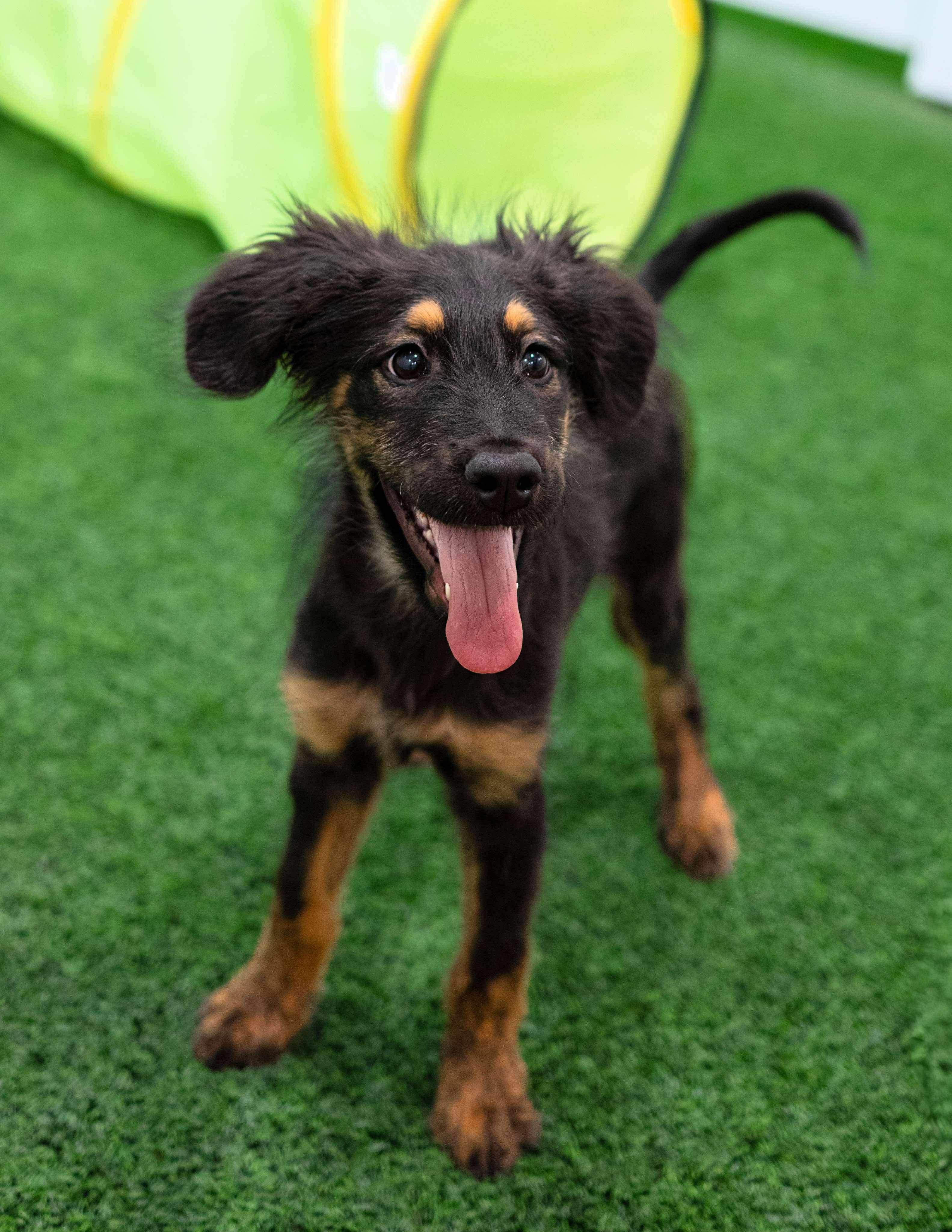Ringo