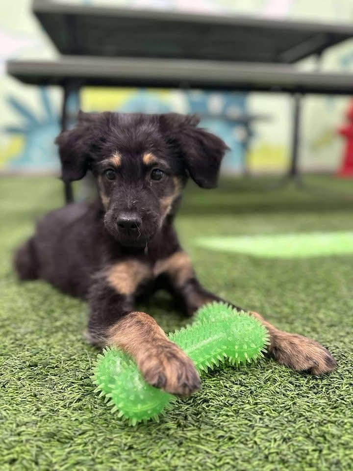 Ringo