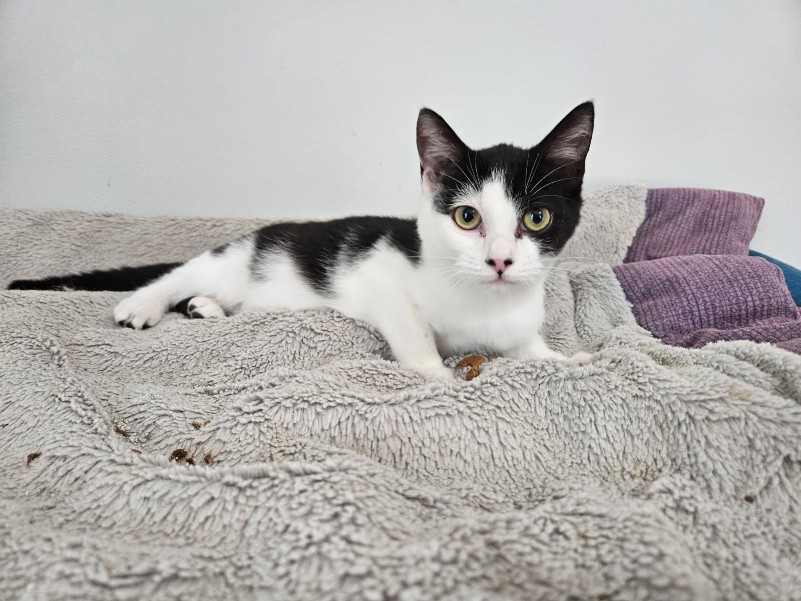 Dolly - shy kitty, a ADOPTABLE mixed breed in Hendersonville, TN image 2/3
