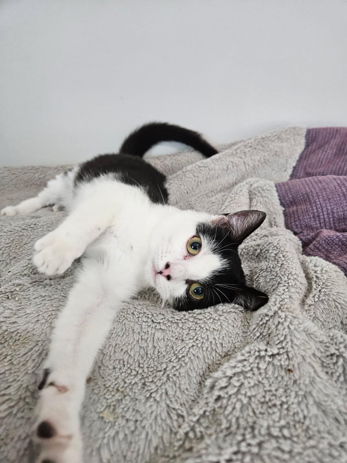 Dolly - shy kitty, ADOPTABLE, Young Female Domestic Short Hair.