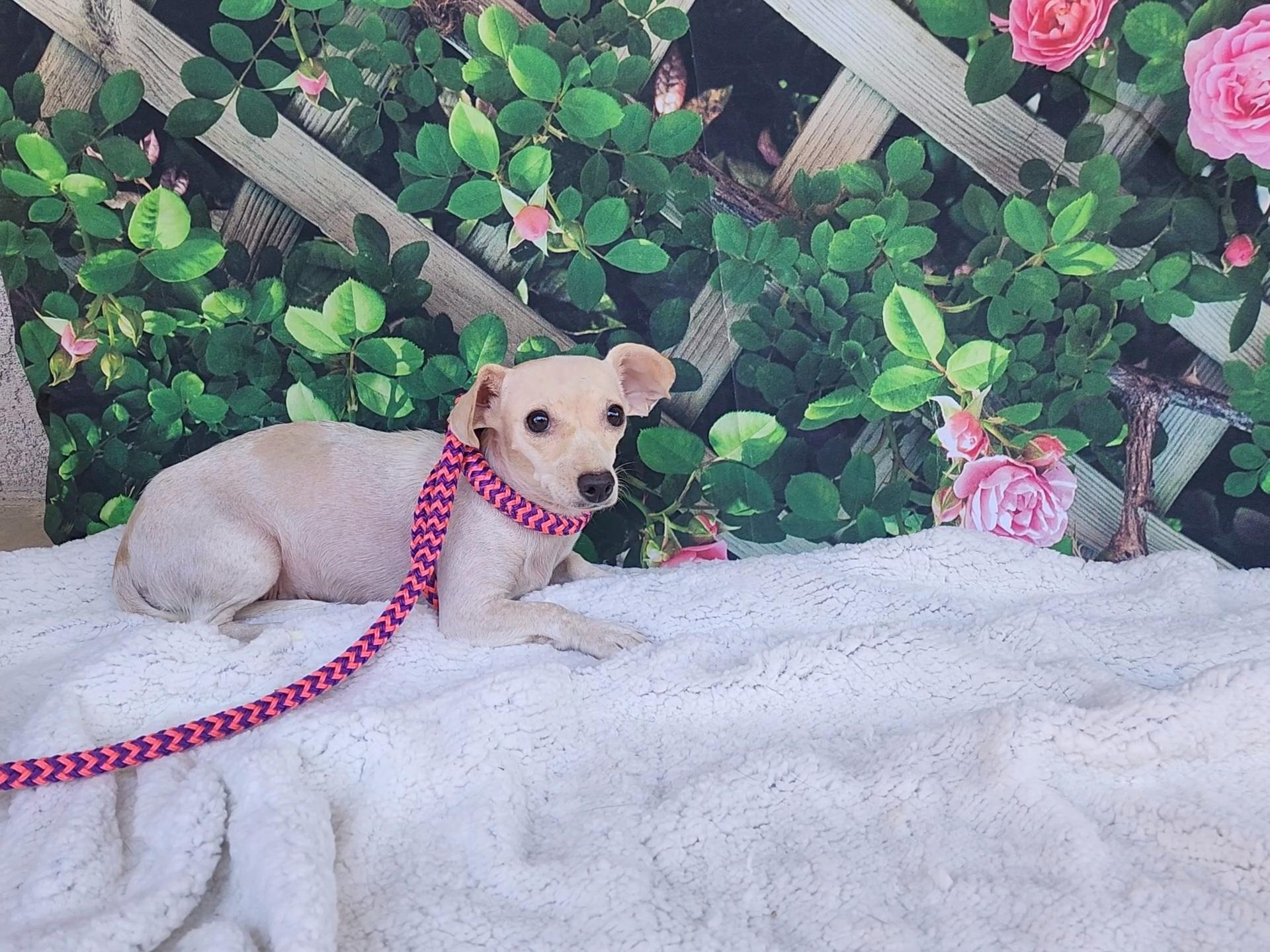 River, Adoptable, Adult Female Chihuahua.