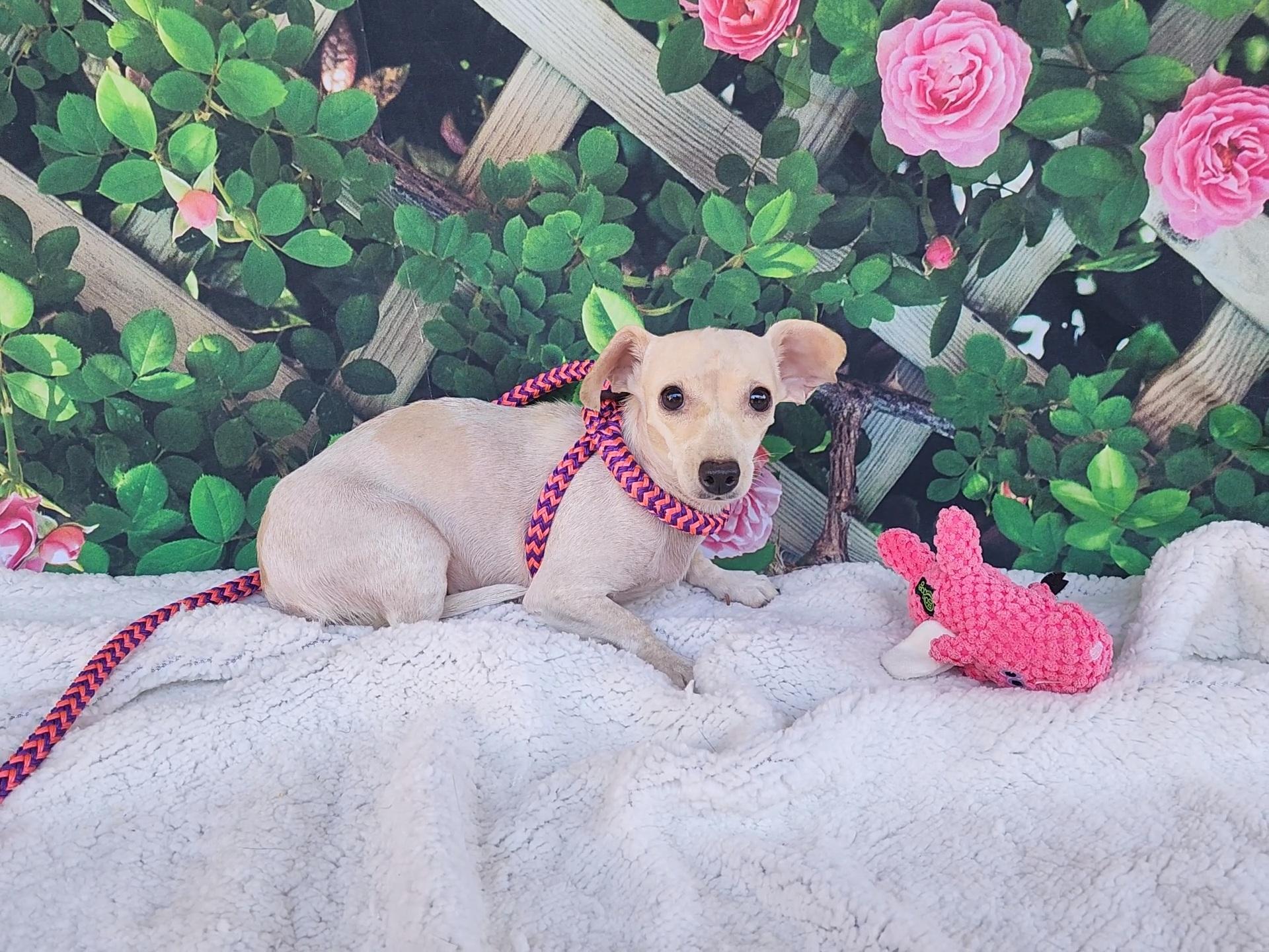 Enlarge River, a Adoptable mixed breed in Devine, TX image 6/6