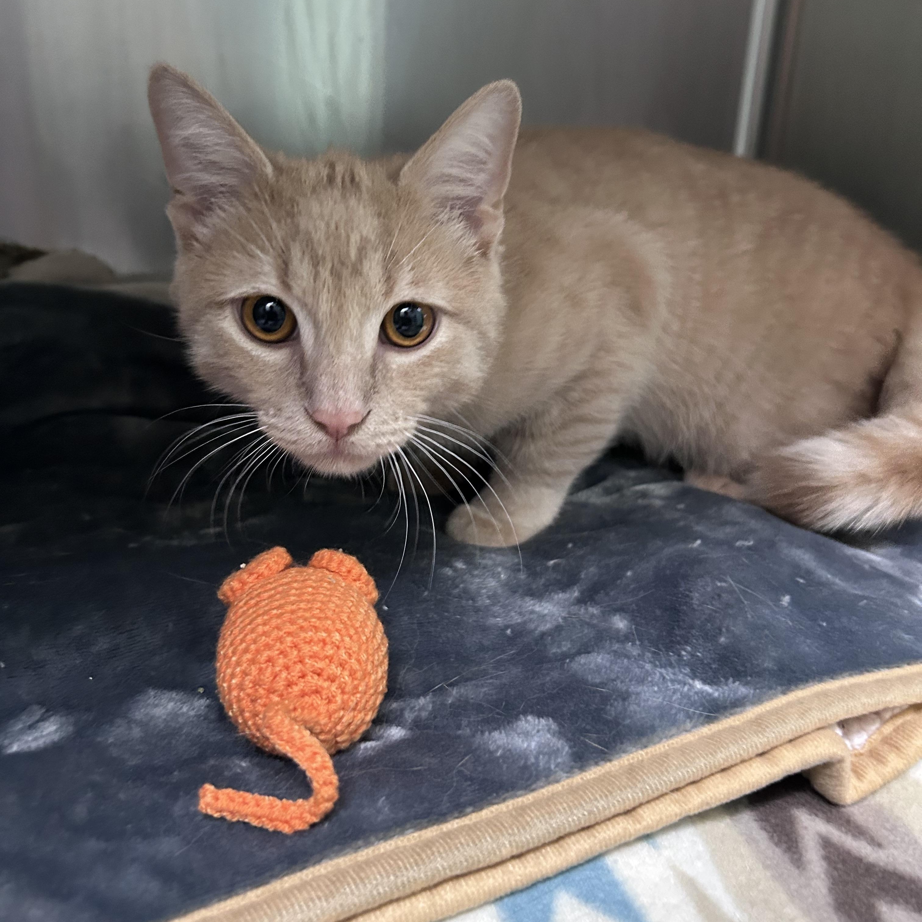 Waffles, adopted, Kitten Male Domestic Short Hair & Tabby.