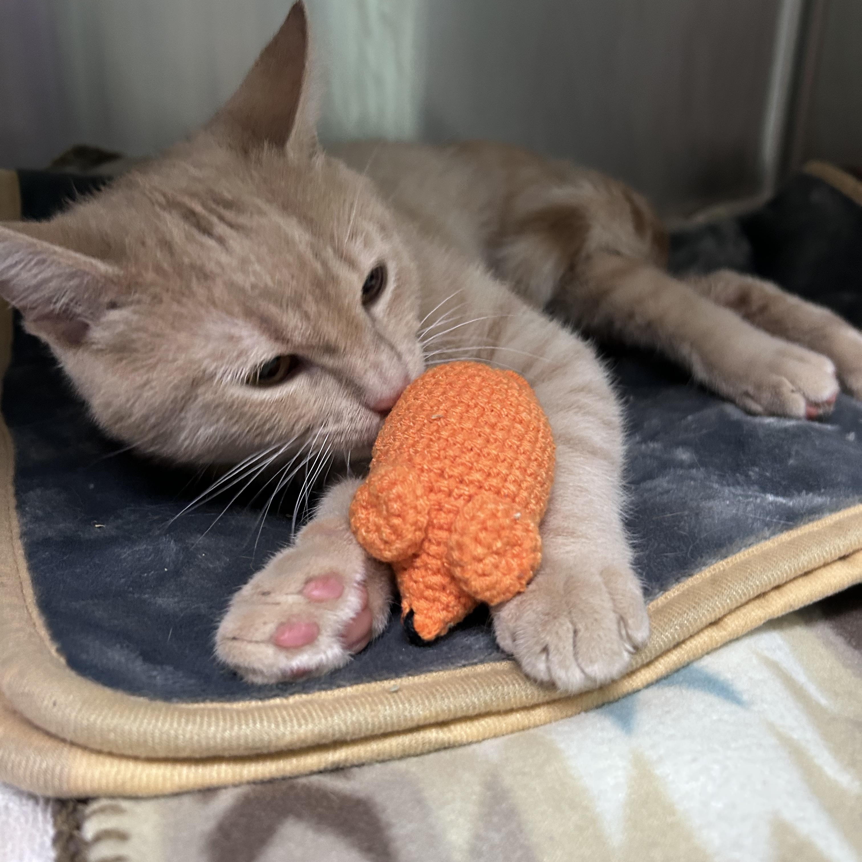 Enlarge Waffles, an adopted mixed breed in Greensboro, NC image 2/4