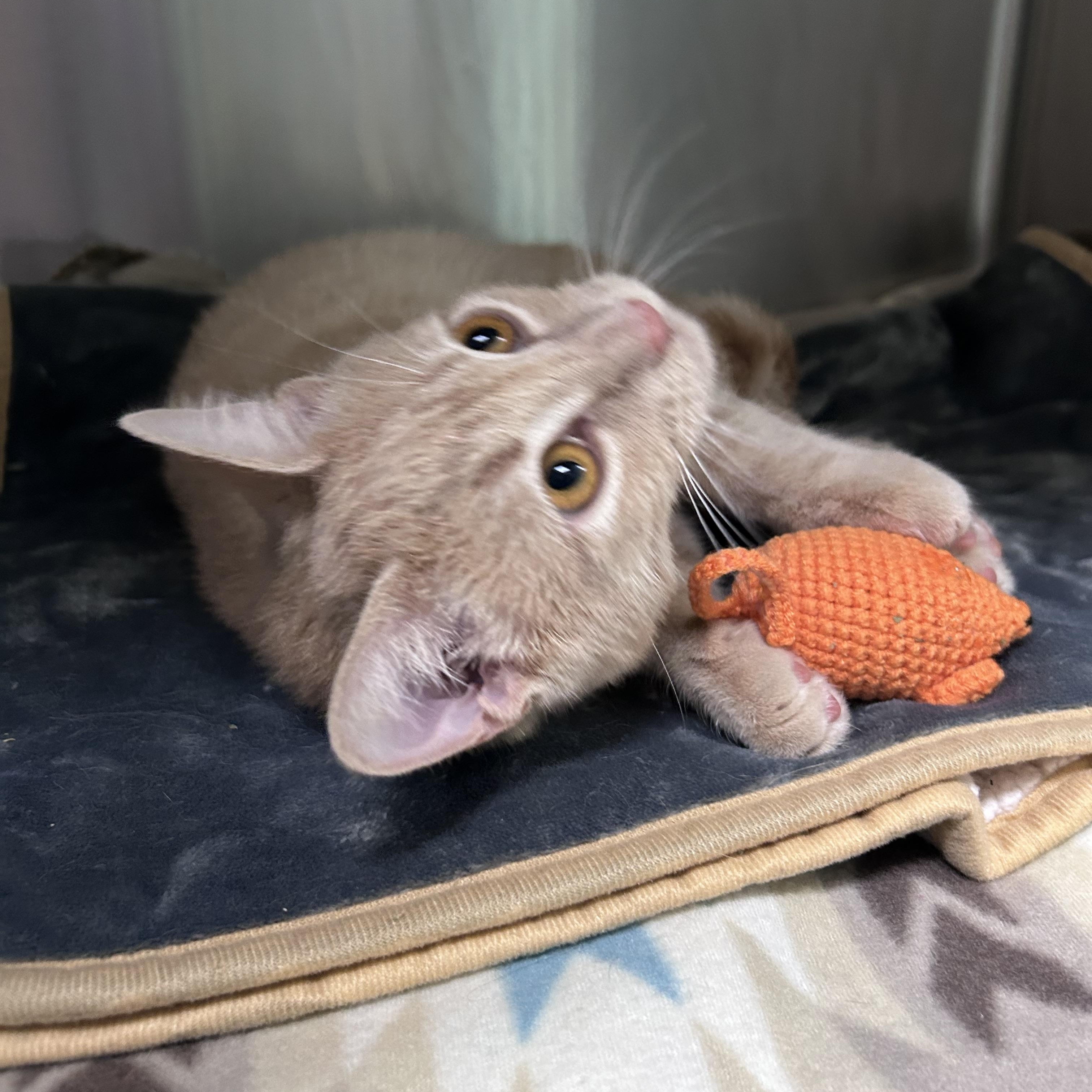 Enlarge Waffles, an adopted mixed breed in Greensboro, NC image 4/4