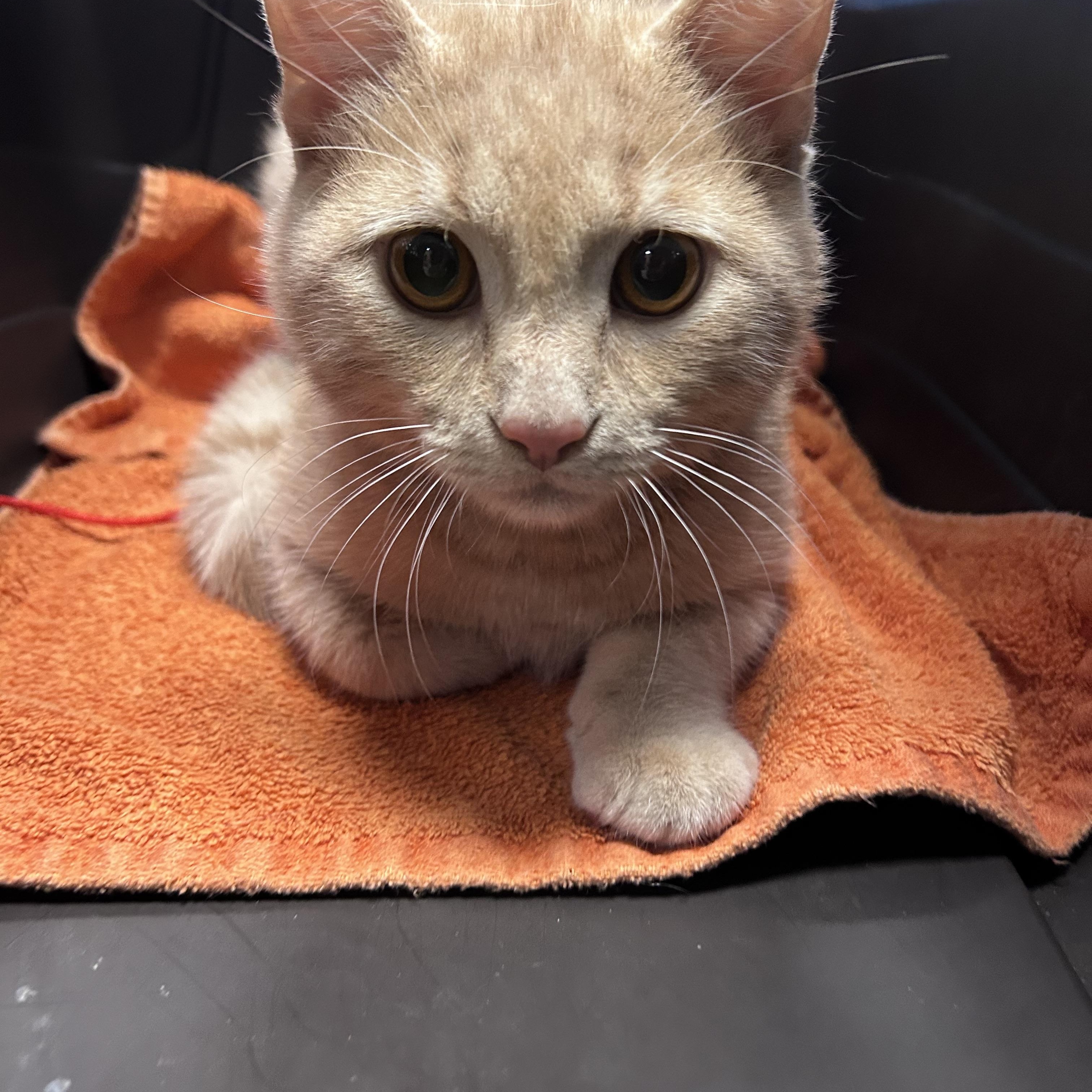 Enlarge Waffles, an adopted mixed breed in Greensboro, NC image 3/4