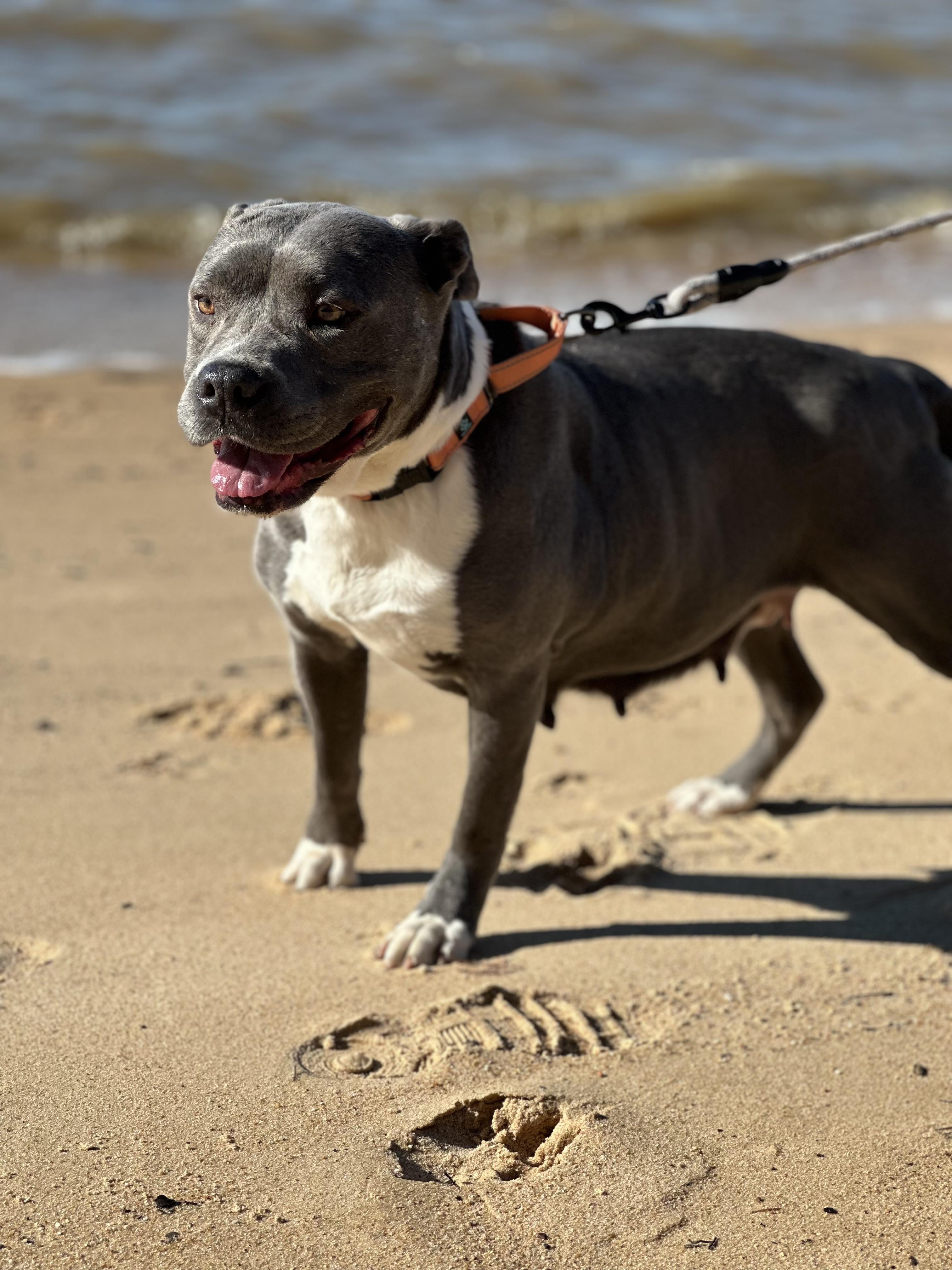 Enlarge SARA…..8 yo who NEEDS A MAMA WHO LOVES HER!!!, a Adoptable mixed breed in Cantonment, FL image 4/6