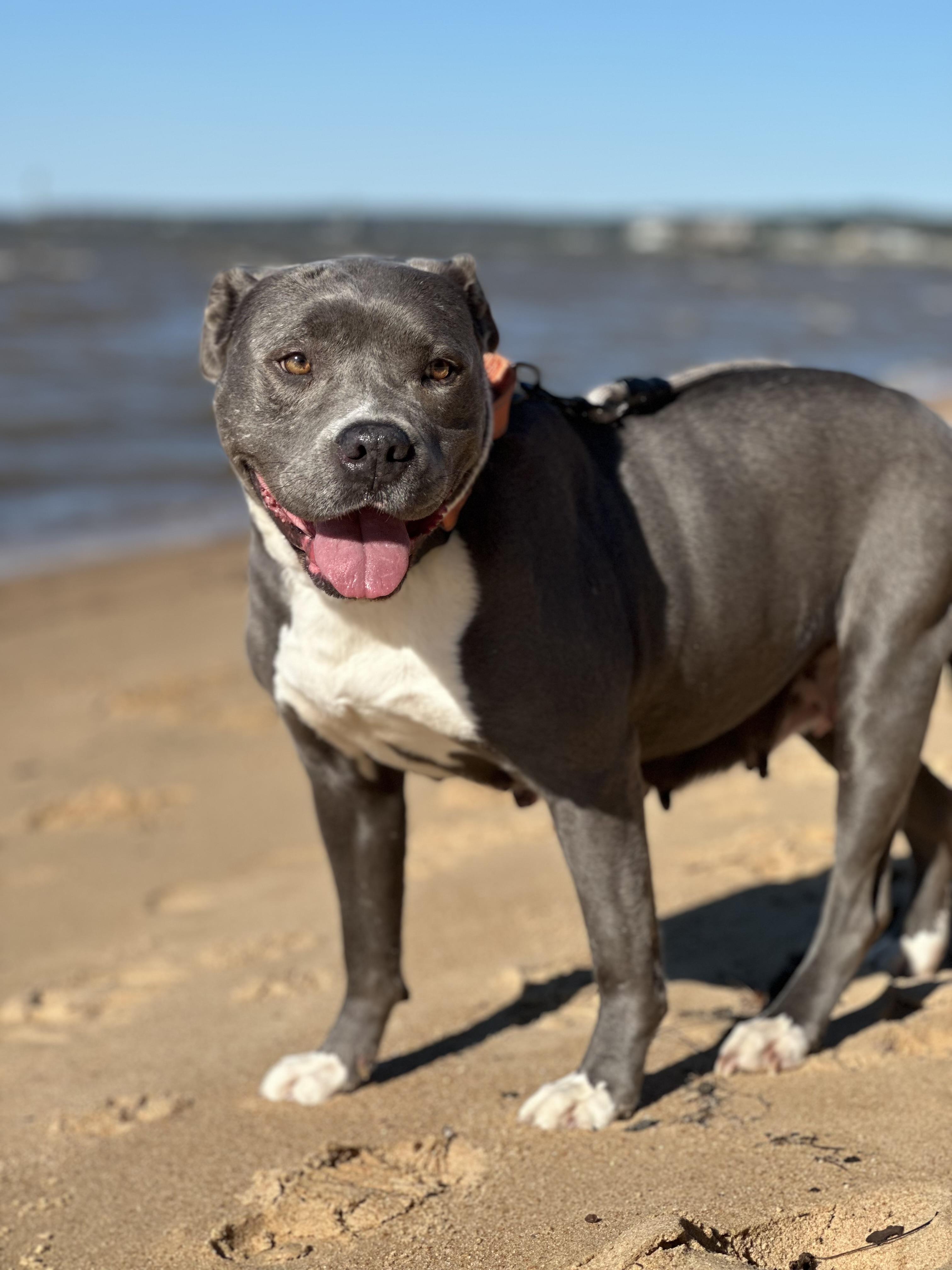 SARA…..8 yo who NEEDS A MAMA WHO LOVES HER!!!, Adoptable, Senior Female Pit Bull Terrier & American Bulldog.