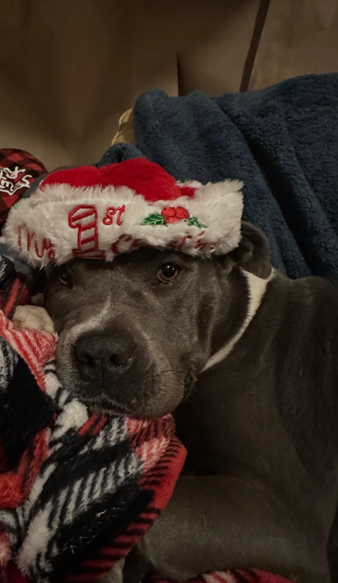 Enlarge SARA…..8 yo who NEEDS A MAMA WHO LOVES HER!!!, a Adoptable mixed breed in Cantonment, FL image 6/6