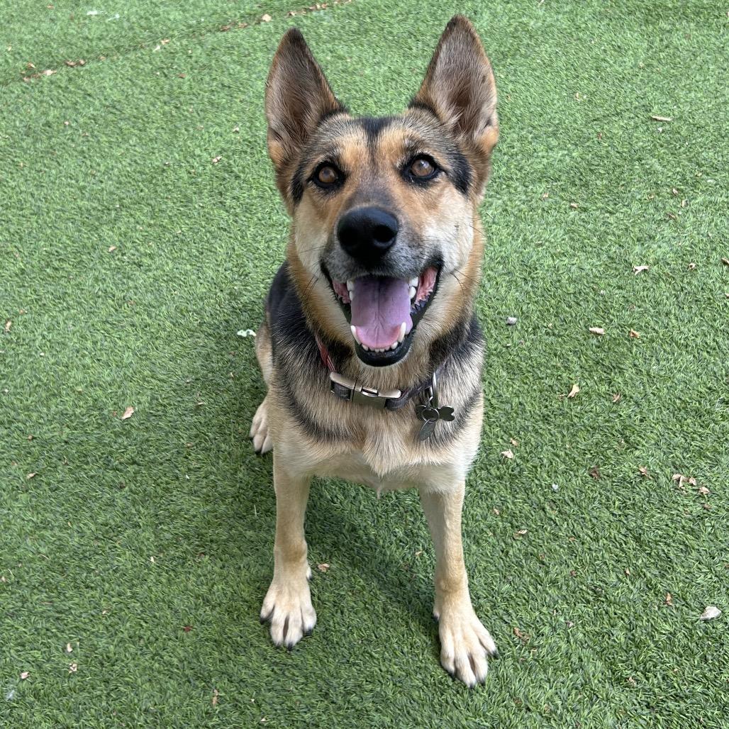 Enlarge Zulu- In Foster!, a Adoptable Shepherd in Flagstaff, AZ image 1/6