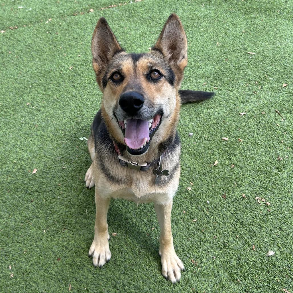 Enlarge Zulu- In Foster!, a Adoptable Shepherd in Flagstaff, AZ image 2/6
