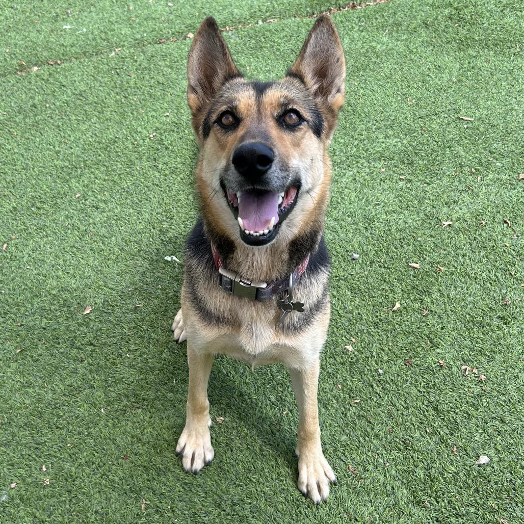 Enlarge Zulu- In Foster!, a Adoptable Shepherd in Flagstaff, AZ image 3/6