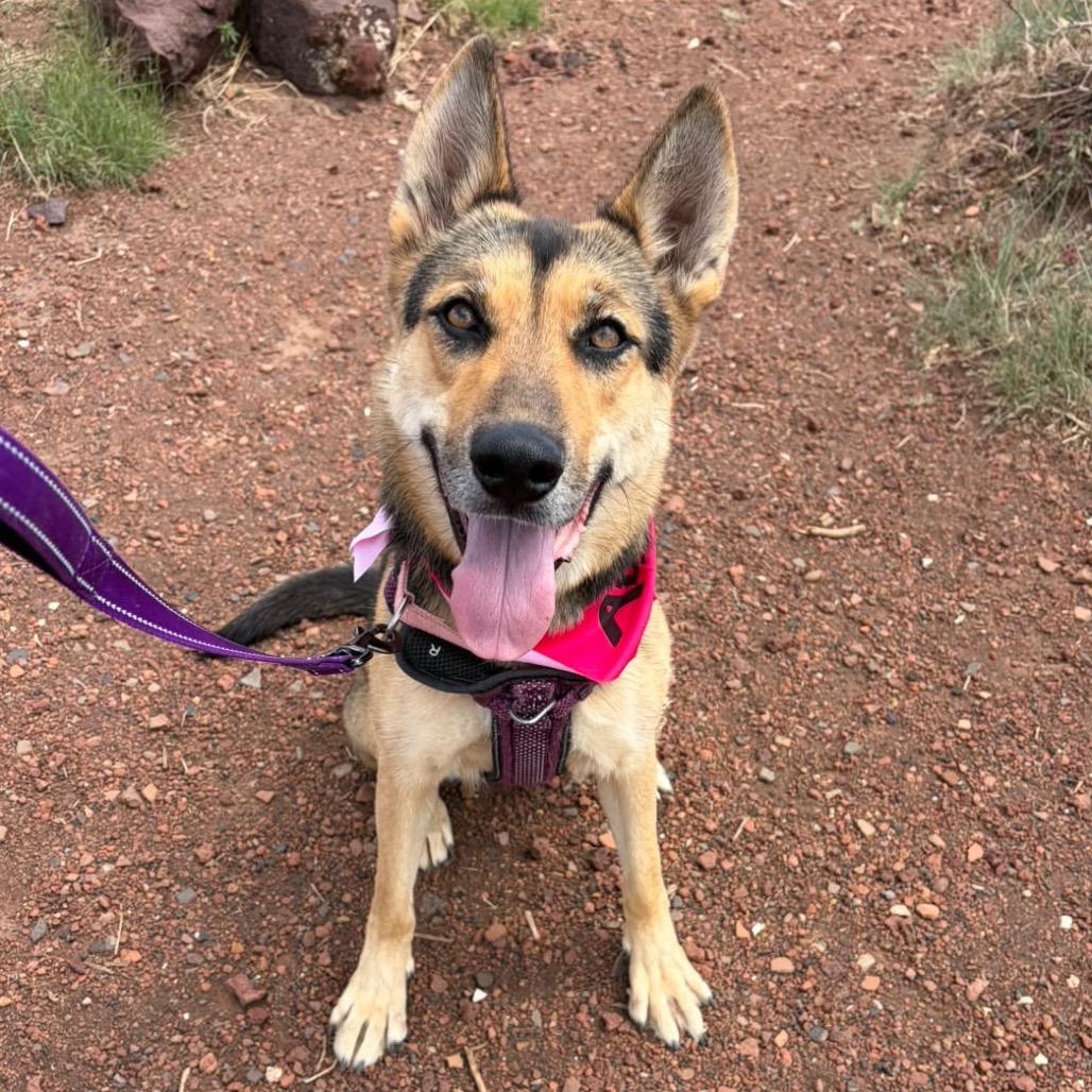 Enlarge Zulu- In Foster!, a Adoptable Shepherd in Flagstaff, AZ image 5/6