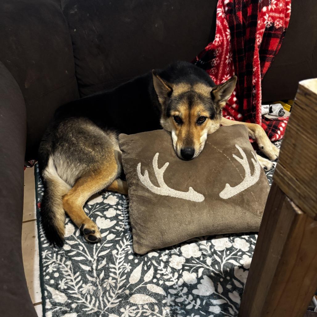 Enlarge Zulu- In Foster!, a Adoptable Shepherd in Flagstaff, AZ image 6/6