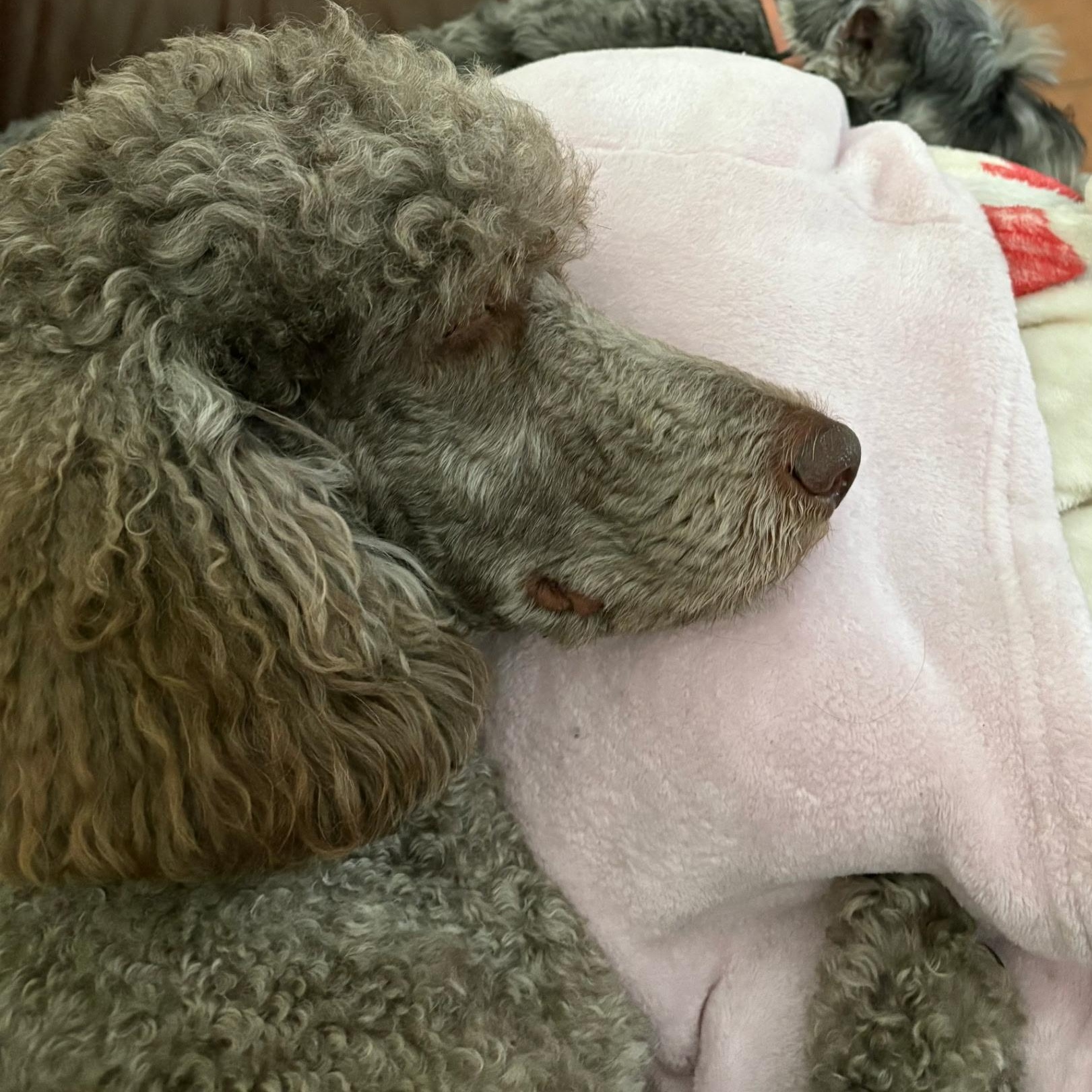 Gracie, adopted, Young Female Goldendoodle.