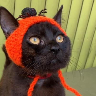 Enlarge Figueroa, a Adoptable mixed breed in Brooklyn, NY image 2/3