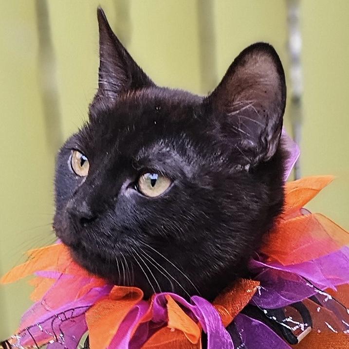 Enlarge Figueroa, a Adoptable mixed breed in Brooklyn, NY image 3/3