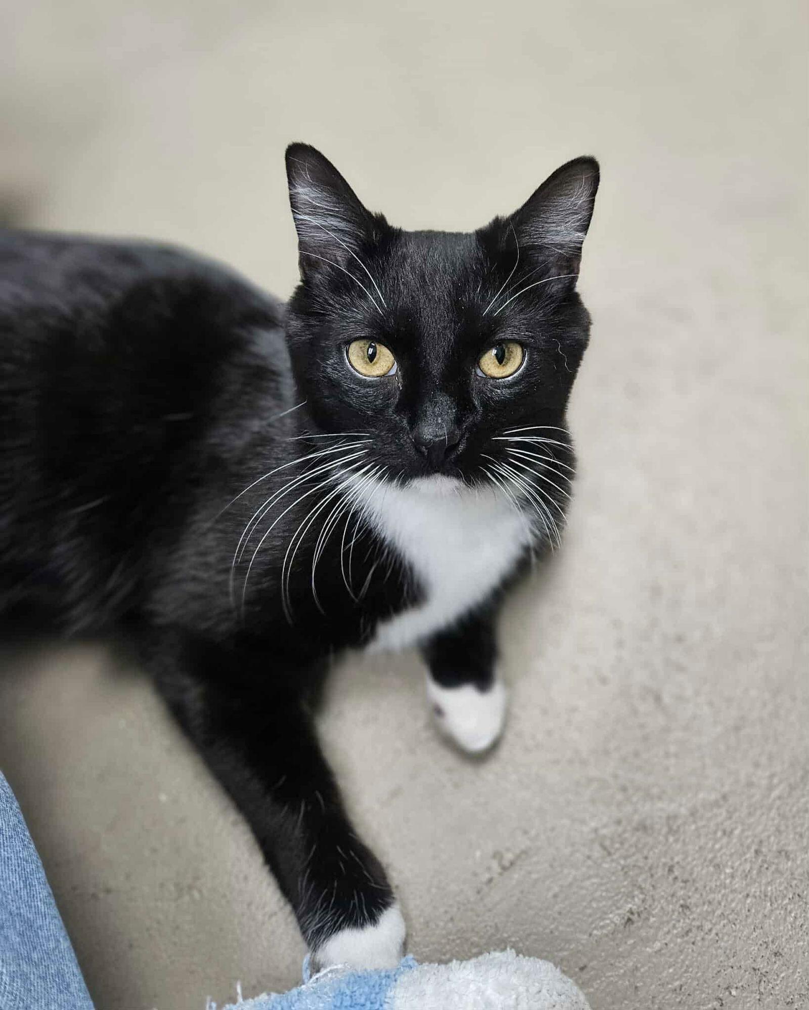 Enlarge Lucas, a Adoptable Domestic Short Hair in Gonic, NH image 1/3