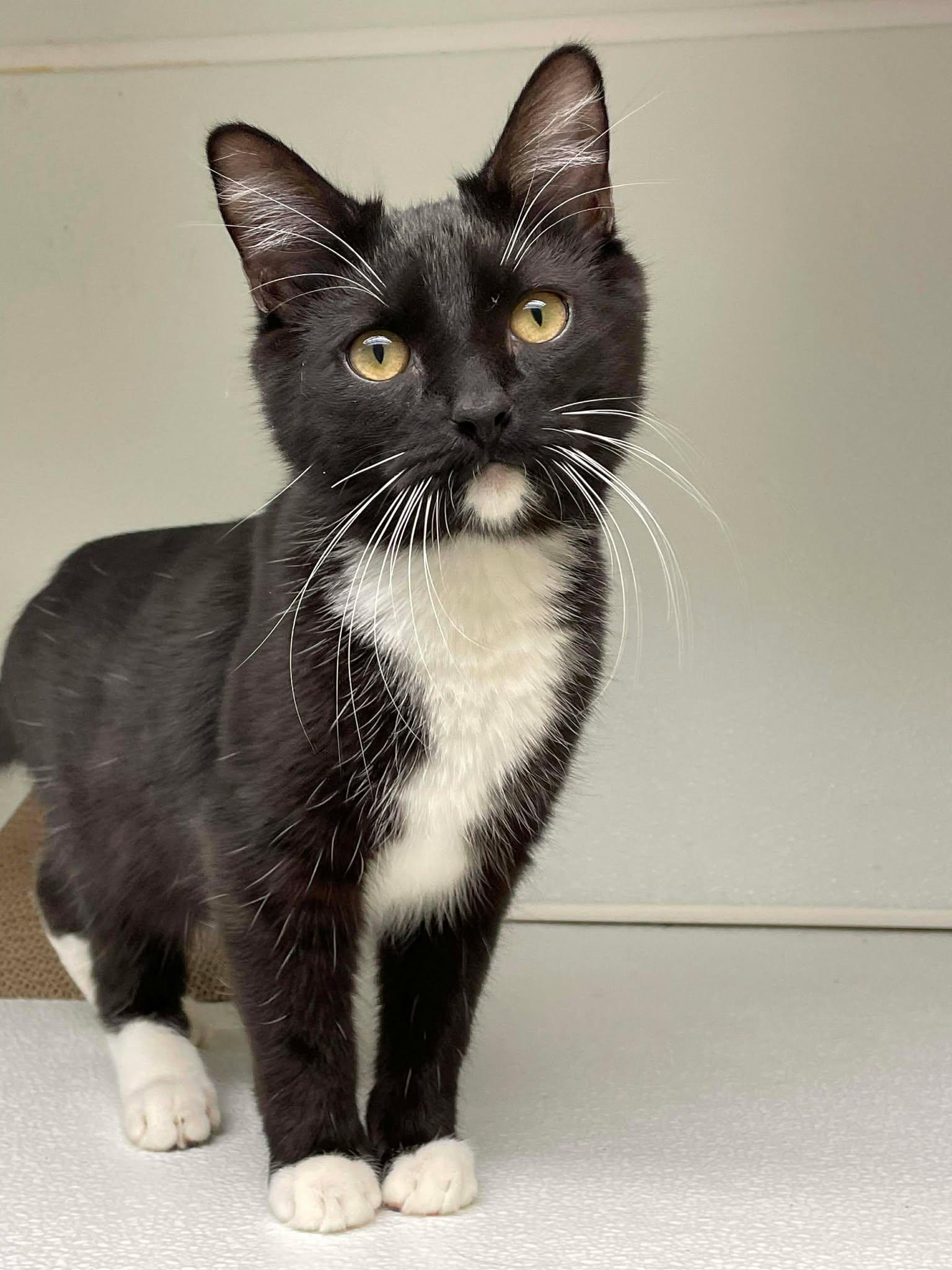 Enlarge Lucas, a Adoptable Domestic Short Hair in Gonic, NH image 2/3