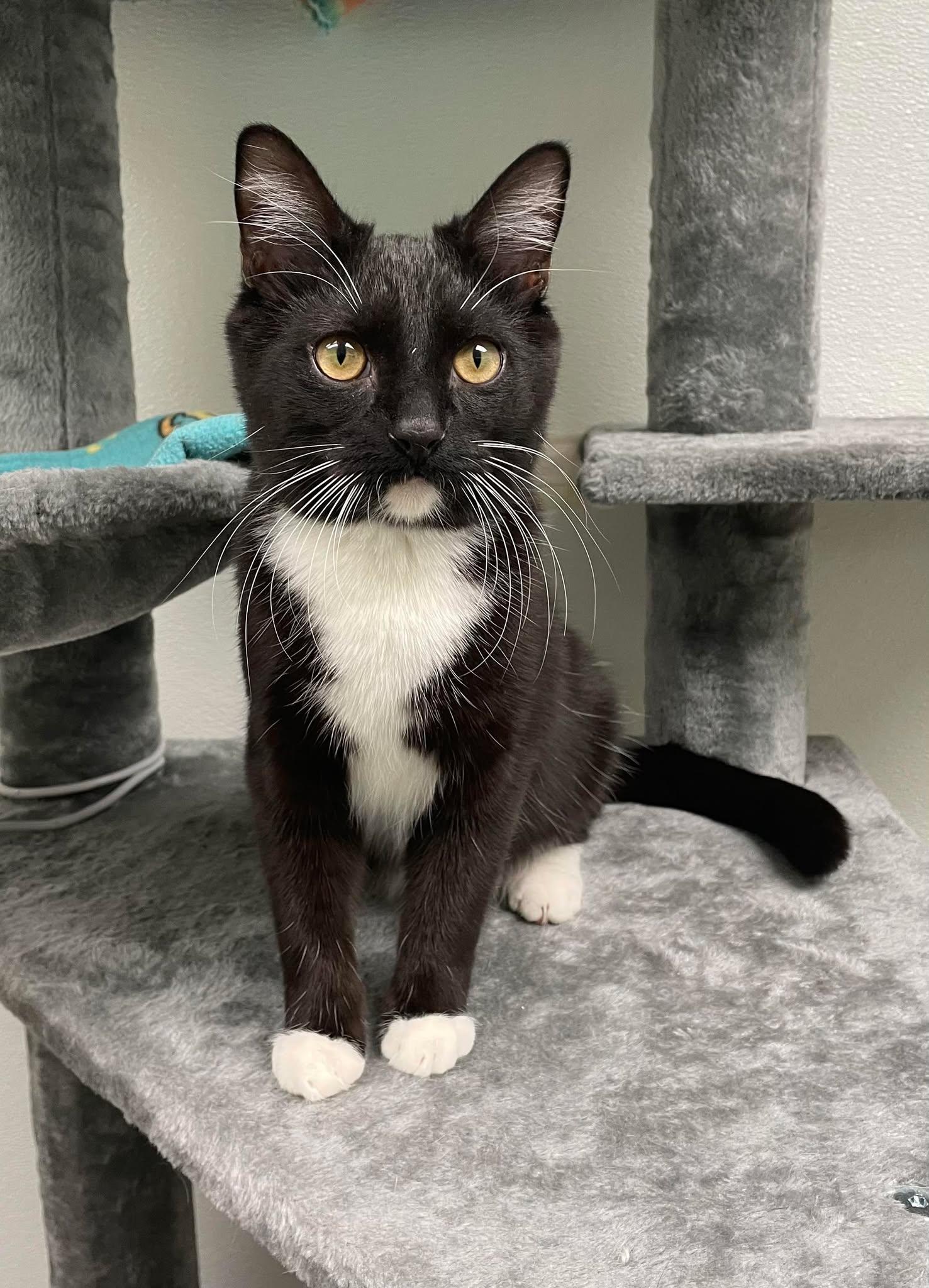 Enlarge Lucas, a Adoptable Domestic Short Hair in Gonic, NH image 3/3