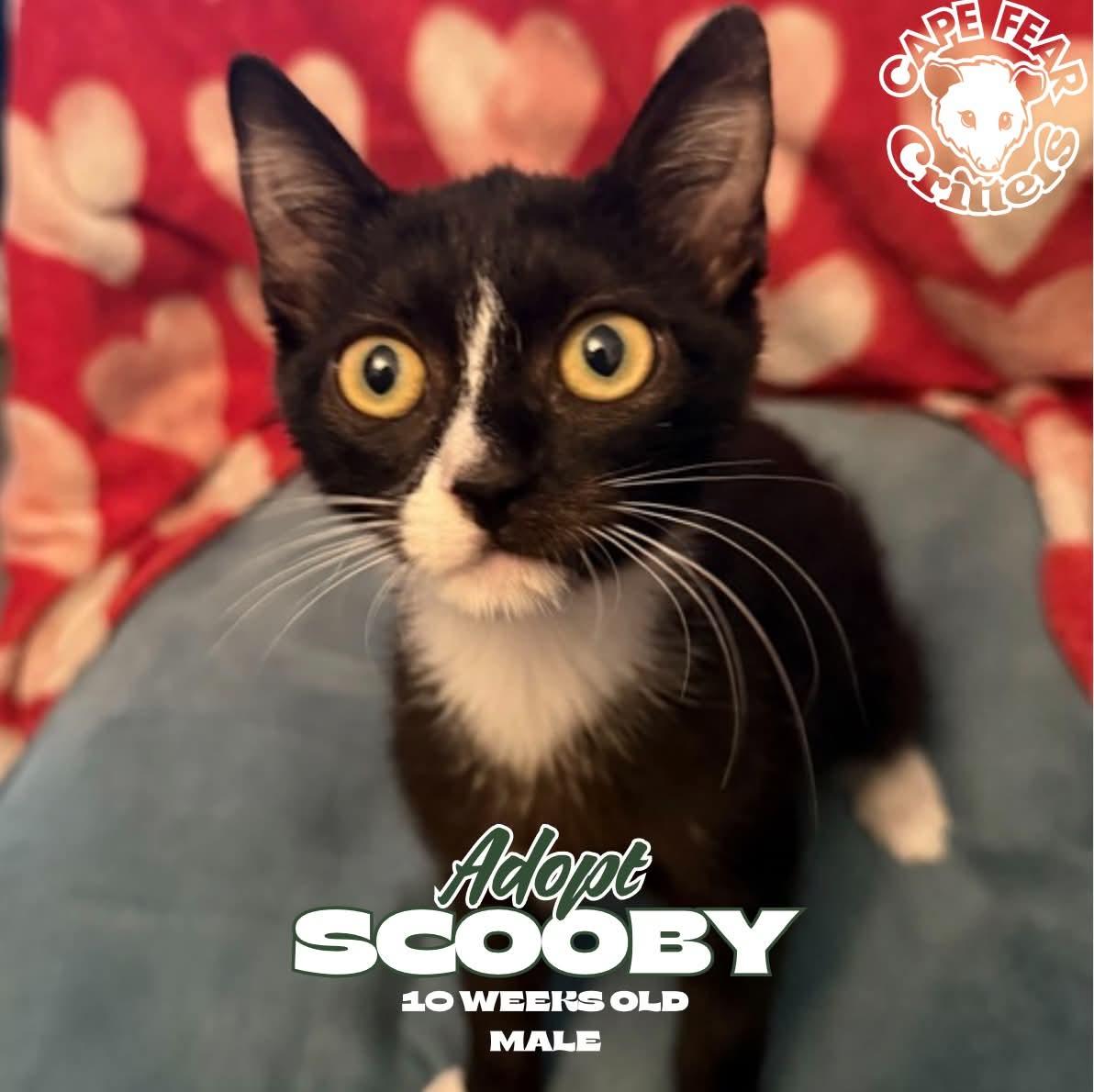 Enlarge Scooby, a Adoptable Domestic Short Hair in Wilmington, NC image 3/3