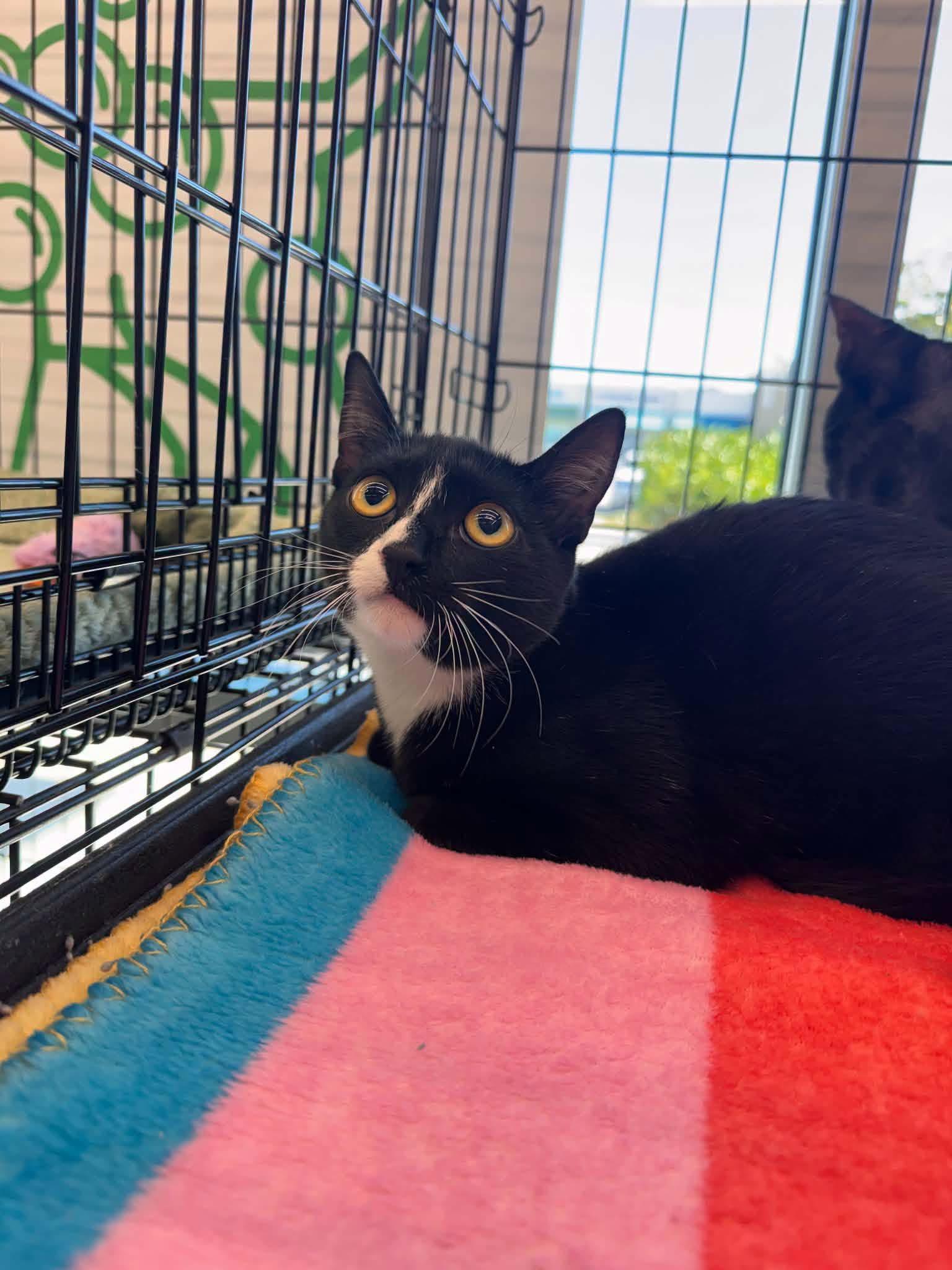 Enlarge Scooby, a Adoptable Domestic Short Hair in Wilmington, NC image 2/3