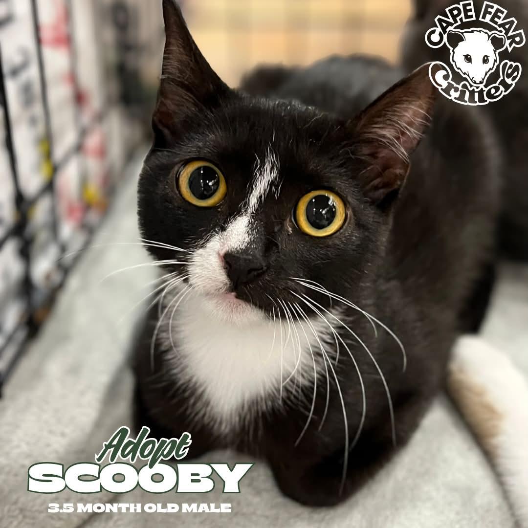 Scooby, Adoptable, Kitten Male Domestic Short Hair.