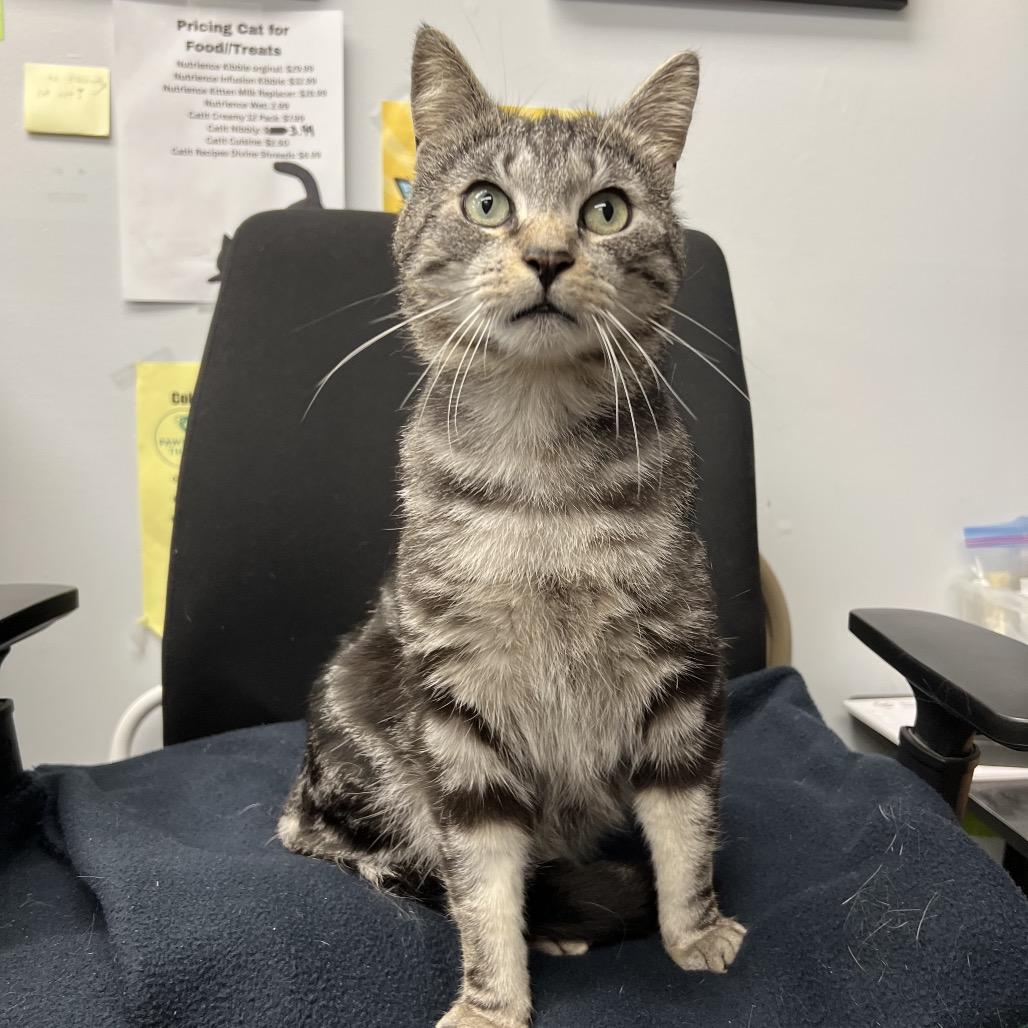 Enlarge Blitz, a Adoptable Domestic Short Hair in Abbotsford, BC image 2/5