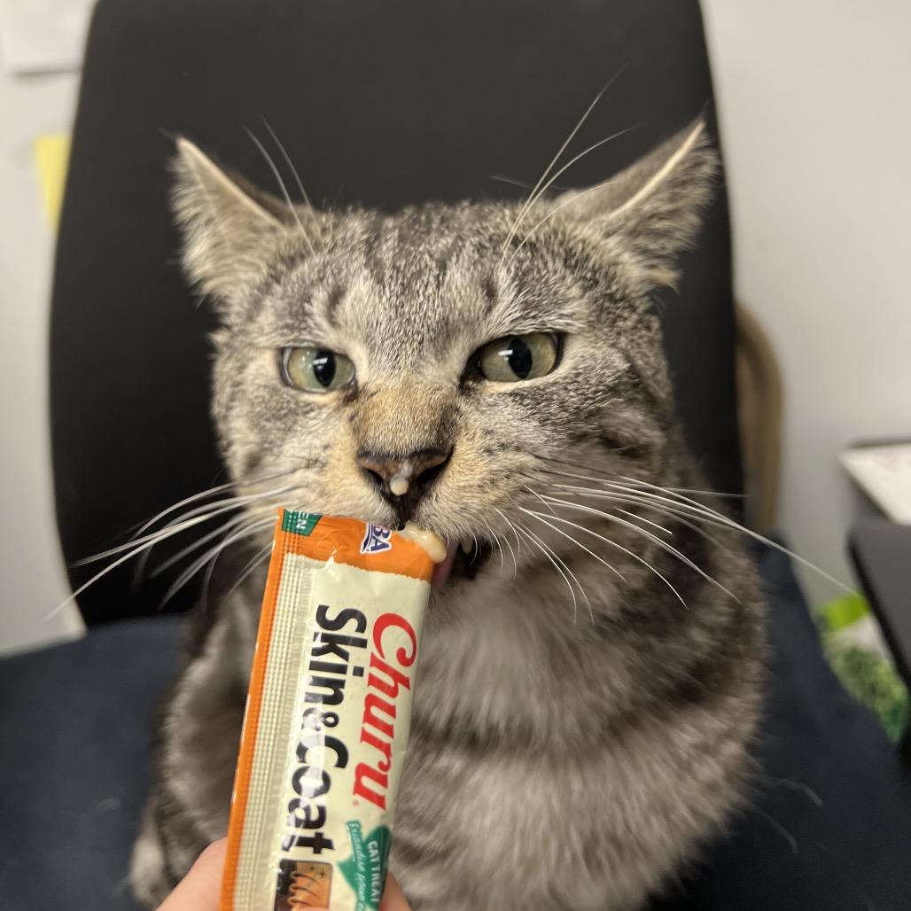Enlarge Blitz, a Adoptable Domestic Short Hair in Abbotsford, BC image 3/5
