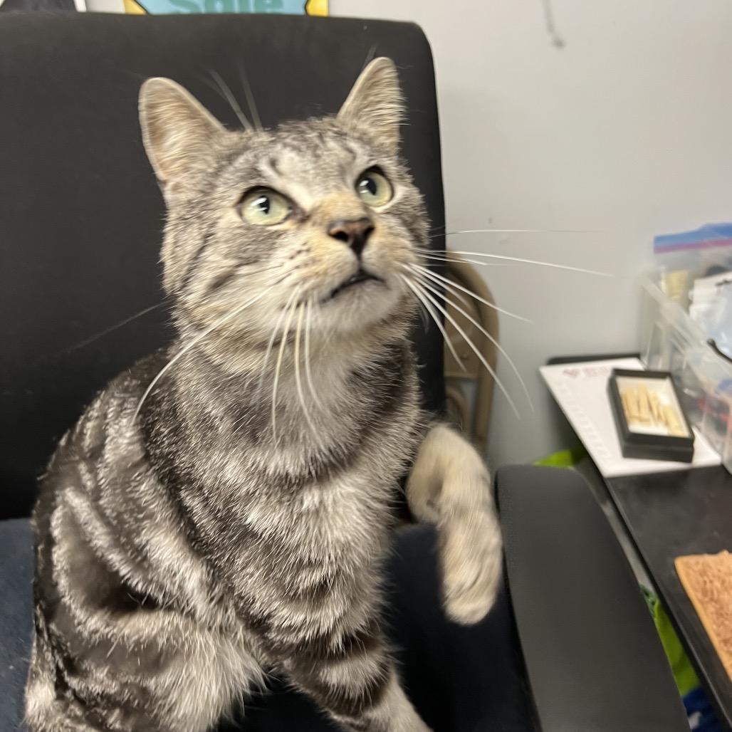 Enlarge Blitz, a Adoptable Domestic Short Hair in Abbotsford, BC image 5/5