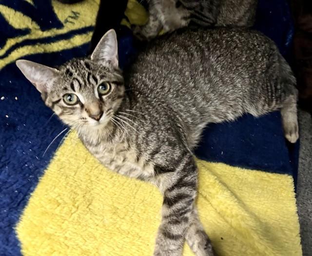 CHINA, Adoptable, Young Female Domestic Short Hair.