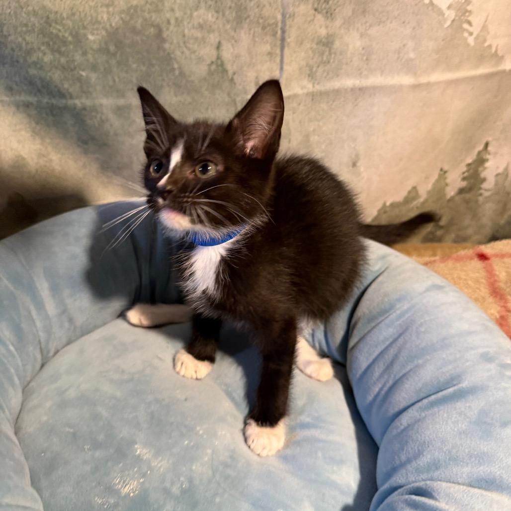 Enlarge Texas, a Adoptable Domestic Short Hair in Richfield, MN image 3/4